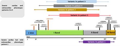 Biallelic truncating variants in children with titinopathy represent a recognizable condition with distinctive muscular and cardiac characteristics: a report on five patients